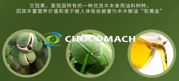 防風(fēng)固沙 “獨(dú)苗” 文冠果 | 北方油茶文冠果 | 58% 油脂率撐起的食品、能源與生態(tài)版圖